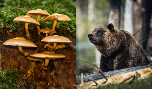 Imagem ilustrativa de cogumelos e urso.