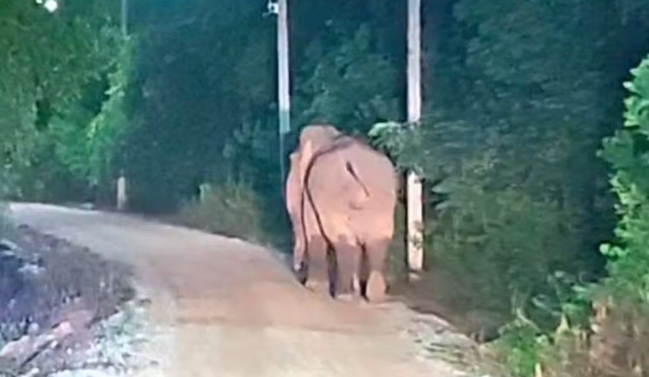 Elefante em quintal