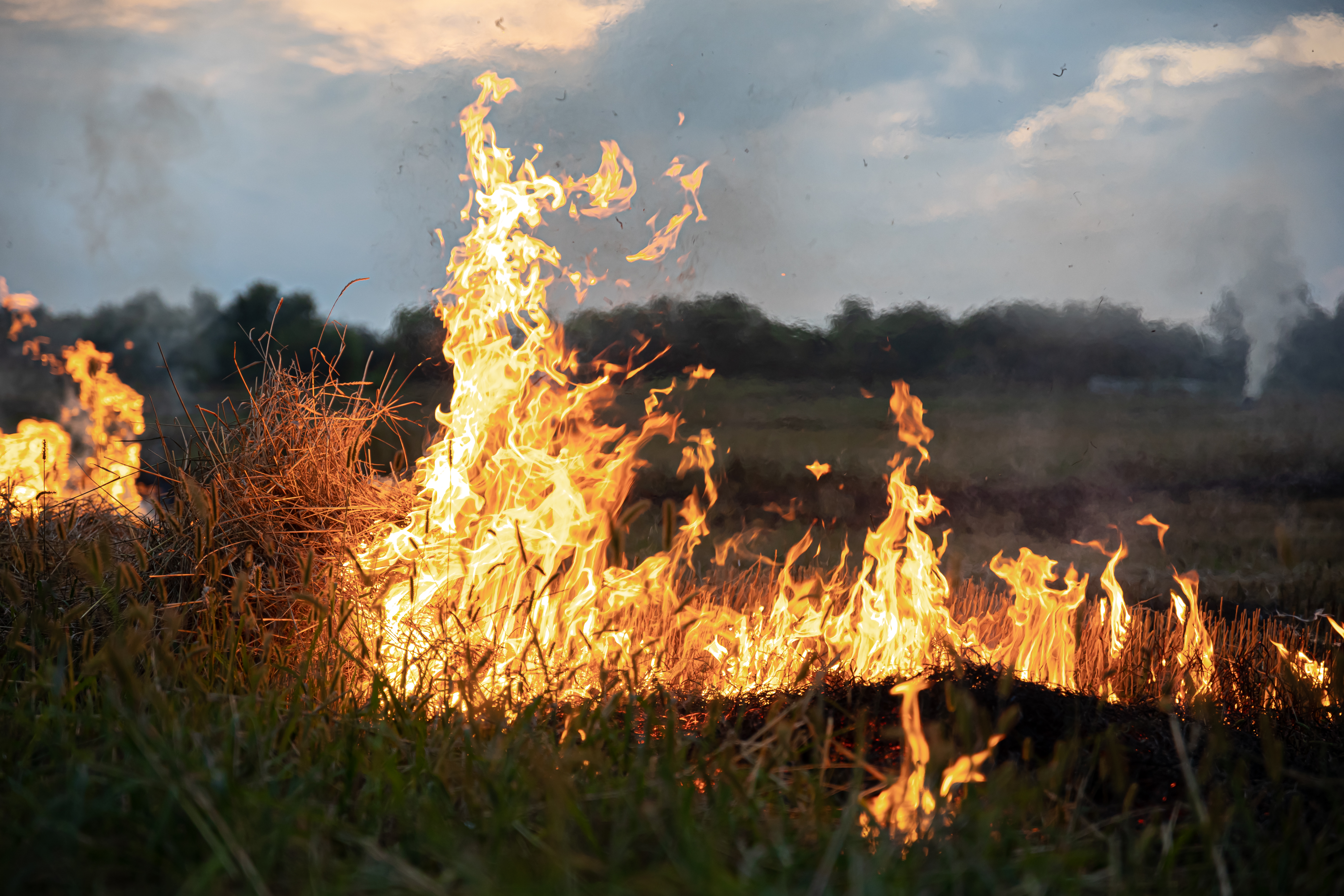 Incêndio em pastagem e lavoura rural com fogo consumindo vegetação seca ao entardecer.
