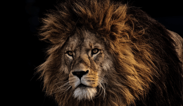 Descubra se quem ganha a Loteria Federal precisa pagar imposto. Na imagem, vemos um leão.