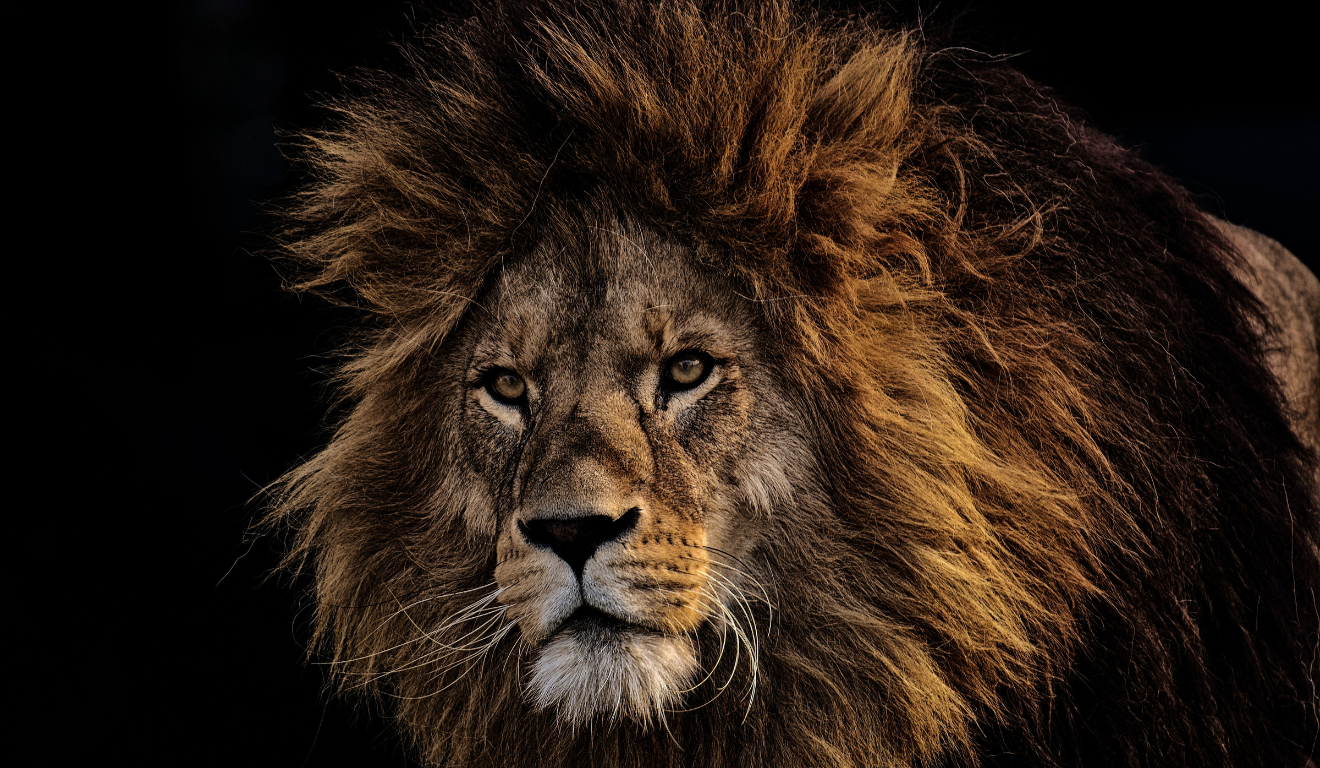 Descubra se quem ganha a Loteria Federal precisa pagar imposto. Na imagem, vemos um leão.