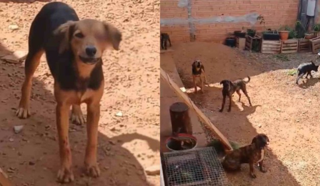 imagens de maus-tratos a animais em Apucarana