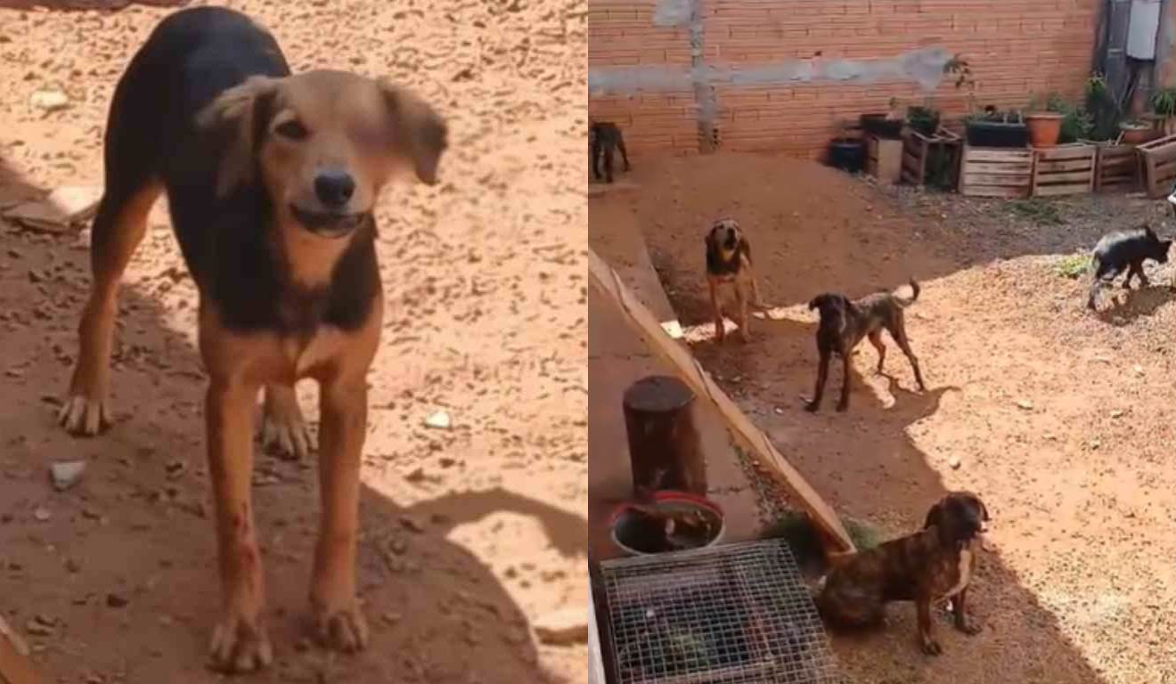 imagens de maus-tratos a animais em Apucarana