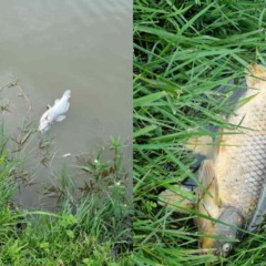Imagens de peixes mortos no lago do Parque Bacacheri