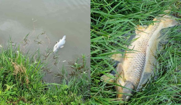 Imagens de peixes mortos no lago do Parque Bacacheri