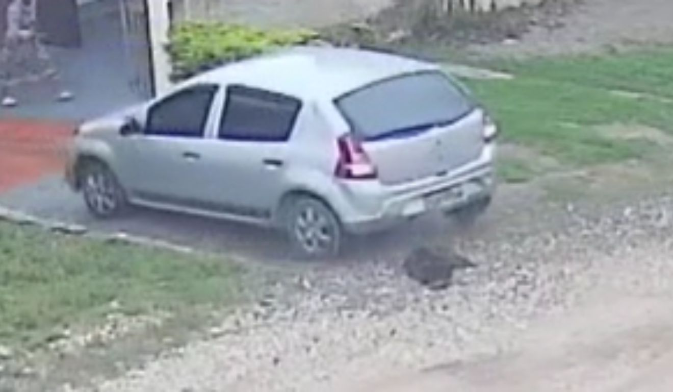 momento em que o motorista atropela a cachorra