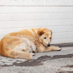Uma mulher apertou o focinho de um cachorro com prendedor. Na imagem ilustrativa, vemos um cachorro triste, deitado no chão.