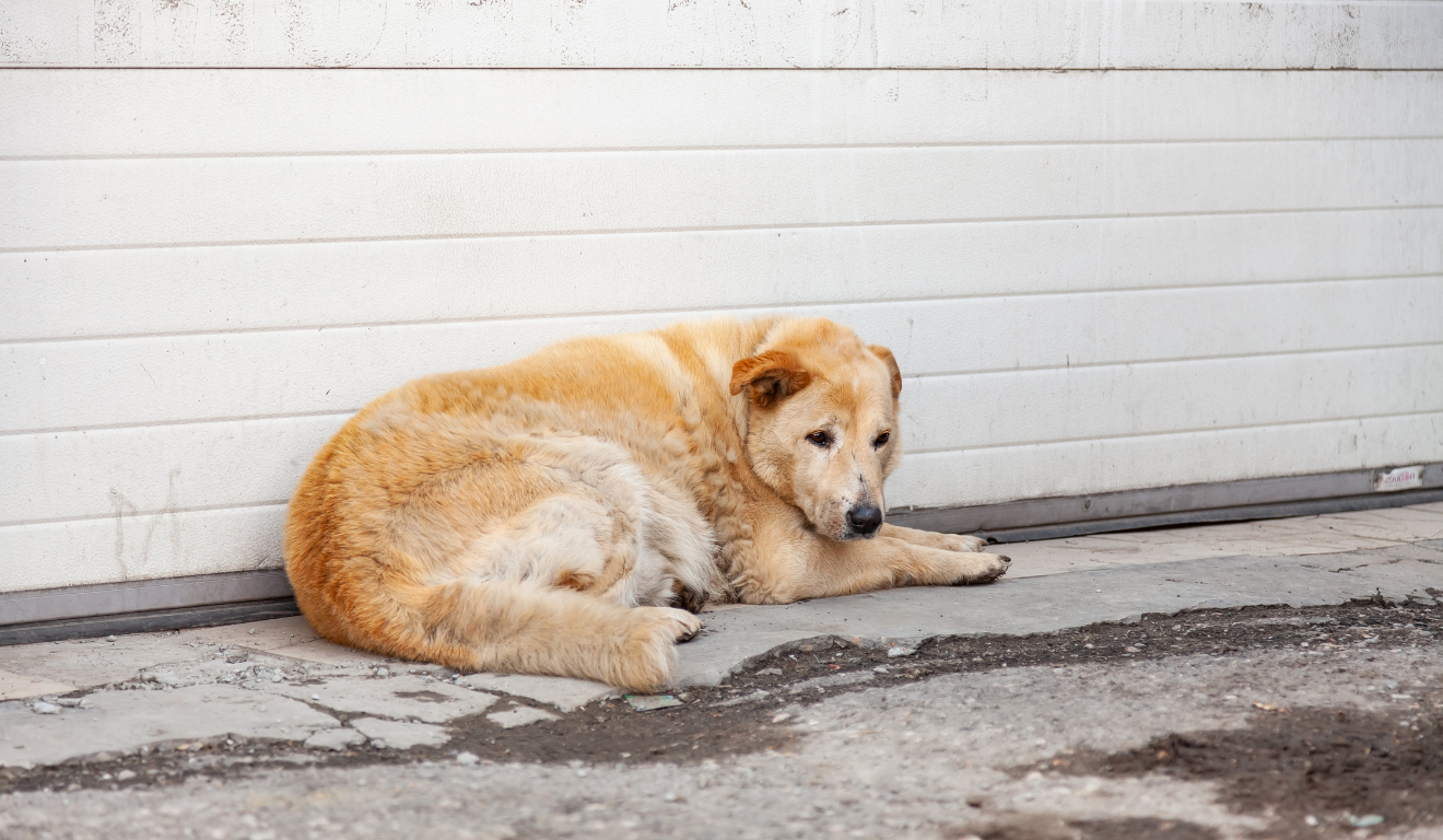 Uma mulher apertou o focinho de um cachorro com prendedor. Na imagem ilustrativa, vemos um cachorro triste, deitado no chão.