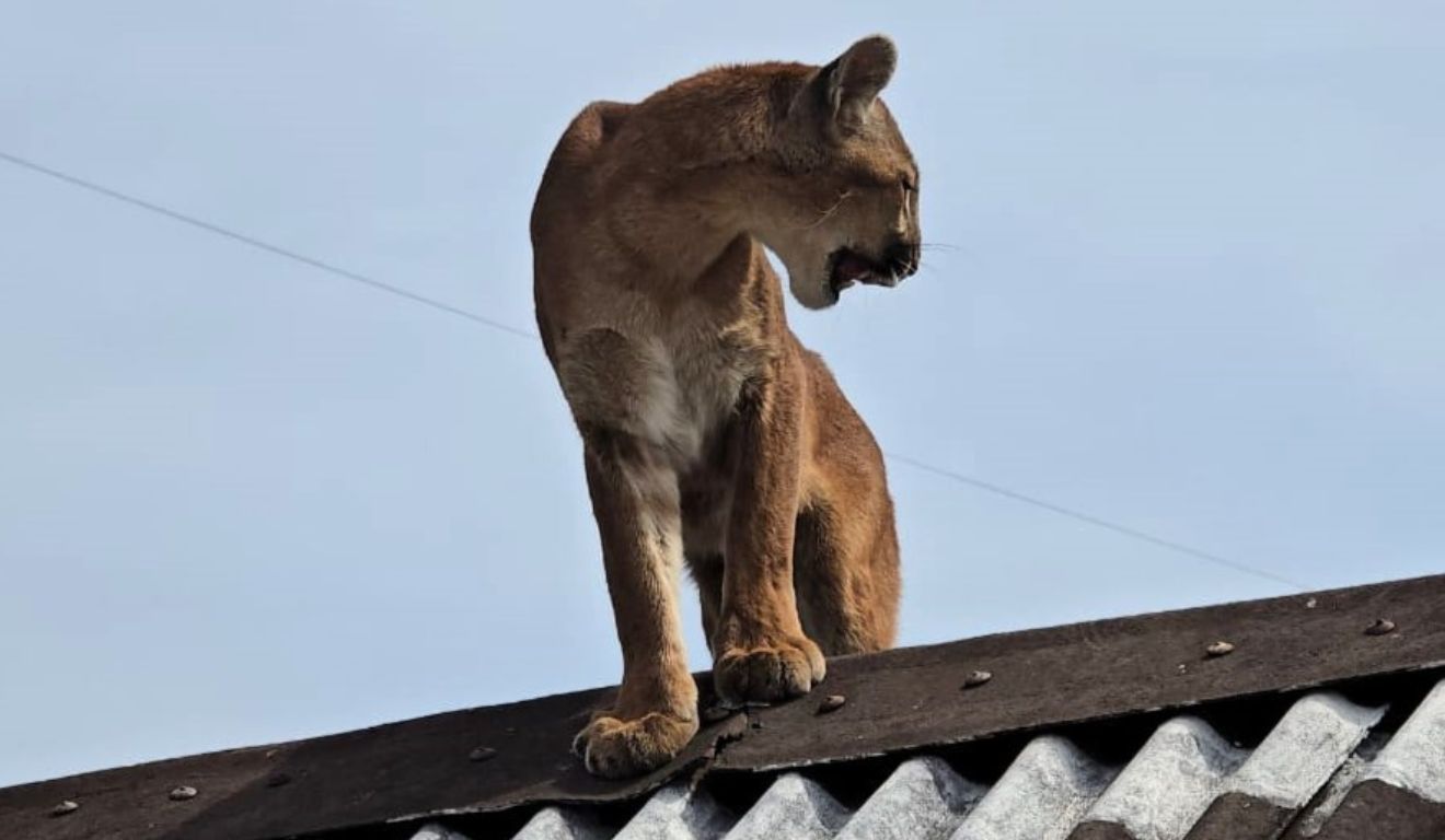 onça-parda em cima do telhado da casa