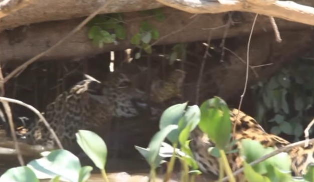 Onças em cabo de guerra