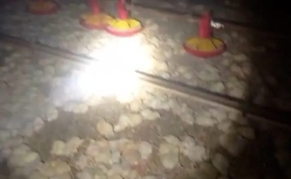 um aviário na área rural de Campo Mourão, no interior do Paraná