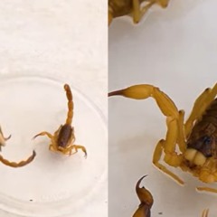 colagem com fotos de escorpiões que apareceram em maringá