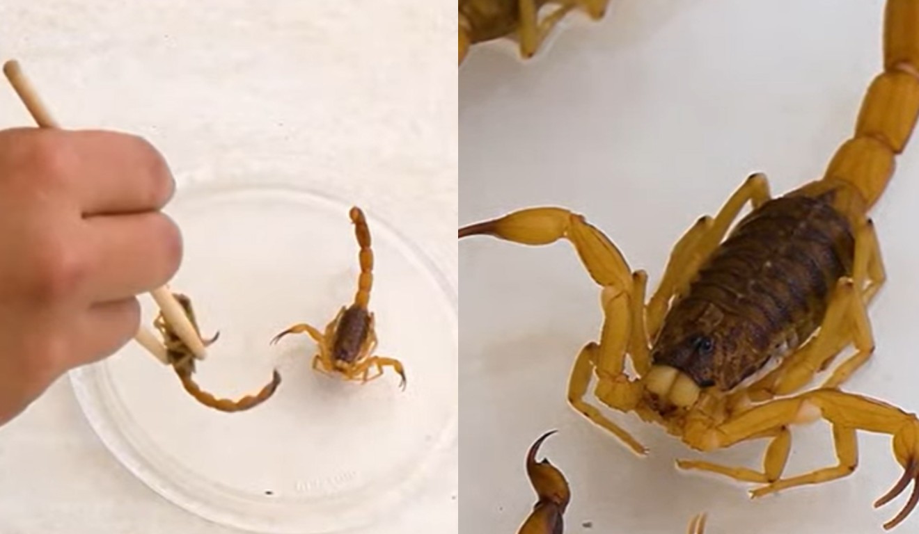 colagem com fotos de escorpiões que apareceram em maringá