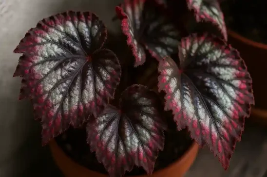 Begônia rex o truque de sombra e umidade que realça as cores metálicas das folhas