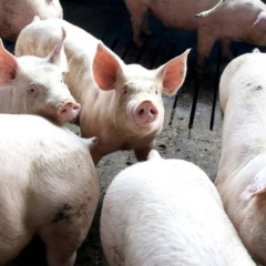 Granja de suínos no Paraná; estado bate recorde na exportação dessa matriz