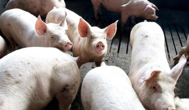 Granja de suínos no Paraná; estado bate recorde na exportação dessa matriz