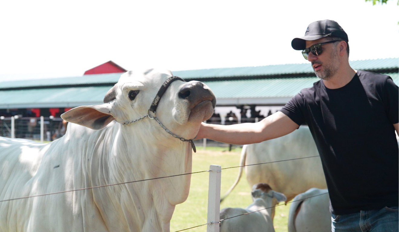 homem acariciando boi, durante o City Farm FAG 