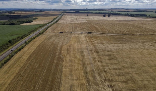 Lavoura de grãos no Paraná; estado quebrou recorde na safra 2024/2025