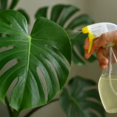 Spray de alho na costela-de-adão