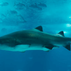 Imagem ilustrativa de tubarão.