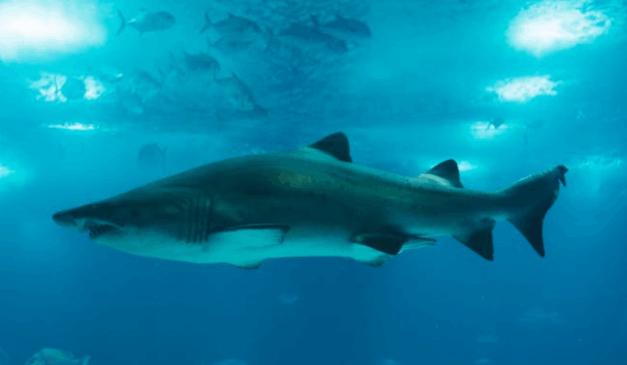 Imagem ilustrativa de tubarão.