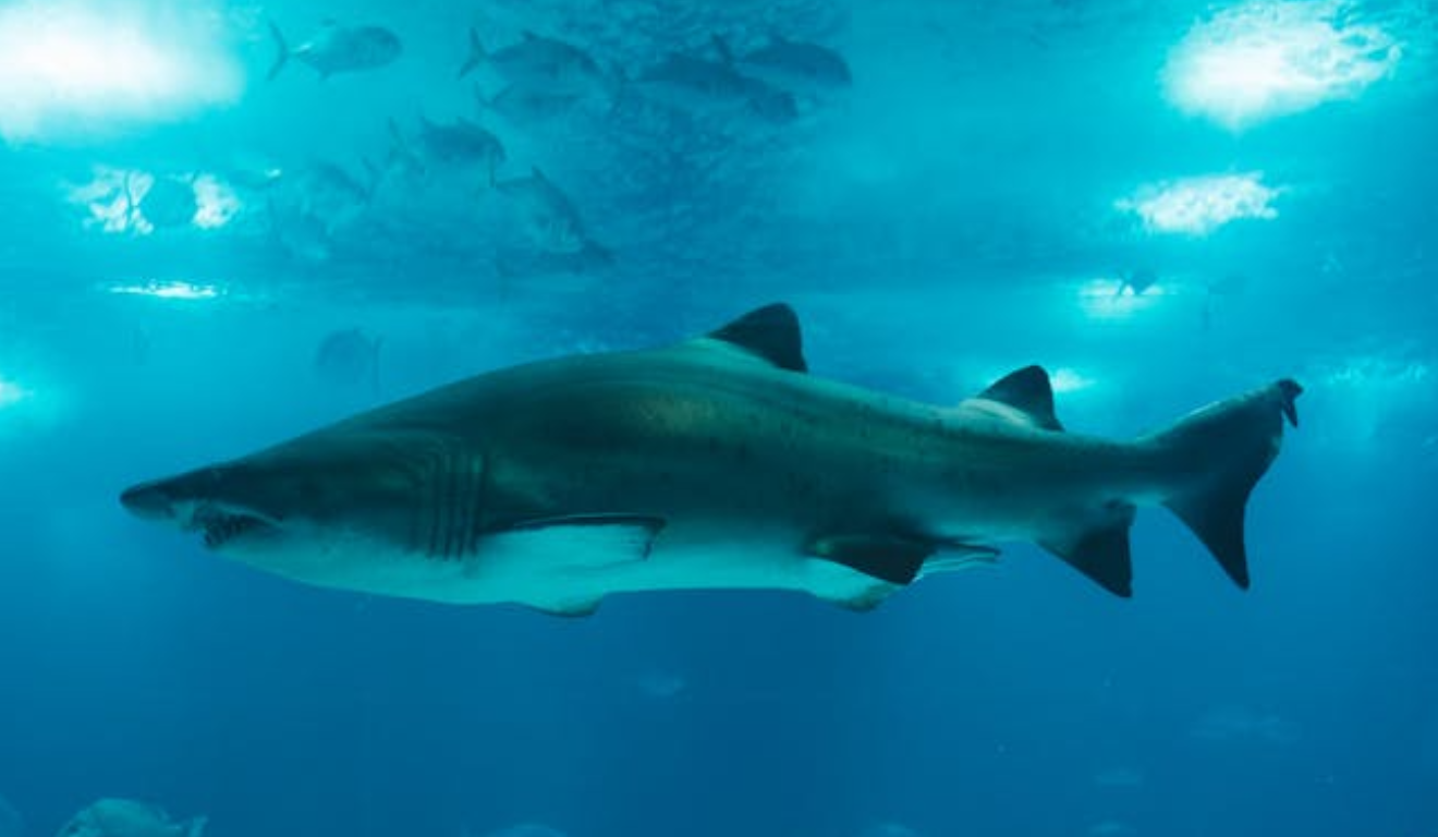 Imagem ilustrativa de tubarão.