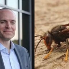 Colagem de imagens com vítima e vespa.