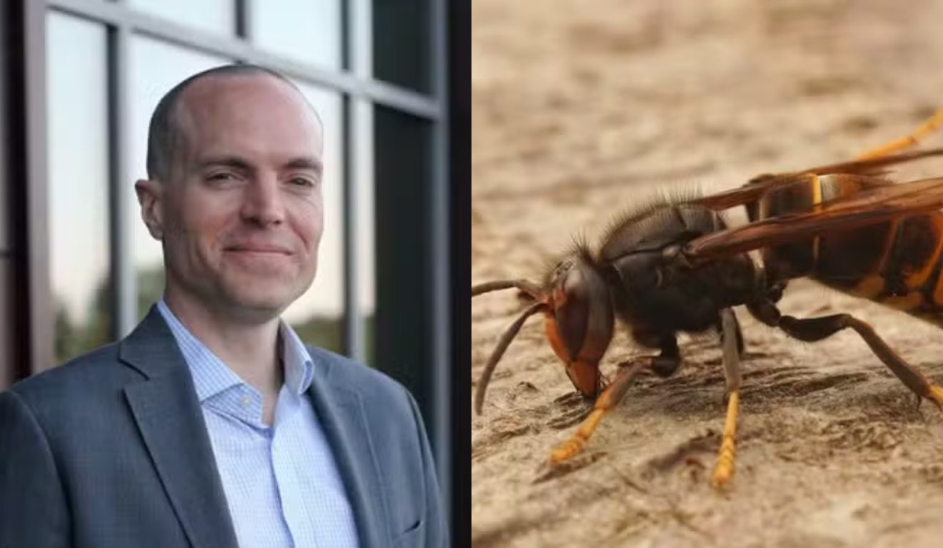 Colagem de imagens com vítima e vespa.