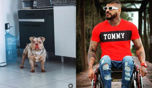 colagem com foto do cachorro que comeu o dedo do dono em SC