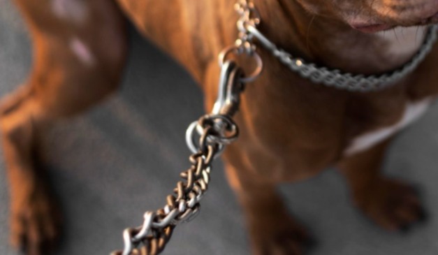 foto de cachorro com corrente