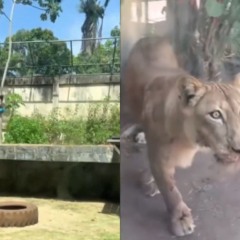 Homem morre atacado por leoa