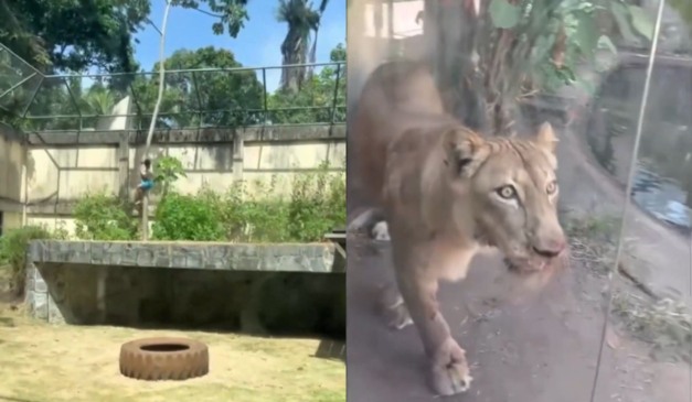 Homem morre atacado por leoa