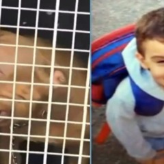 menino que morreu por ataque de pitbull