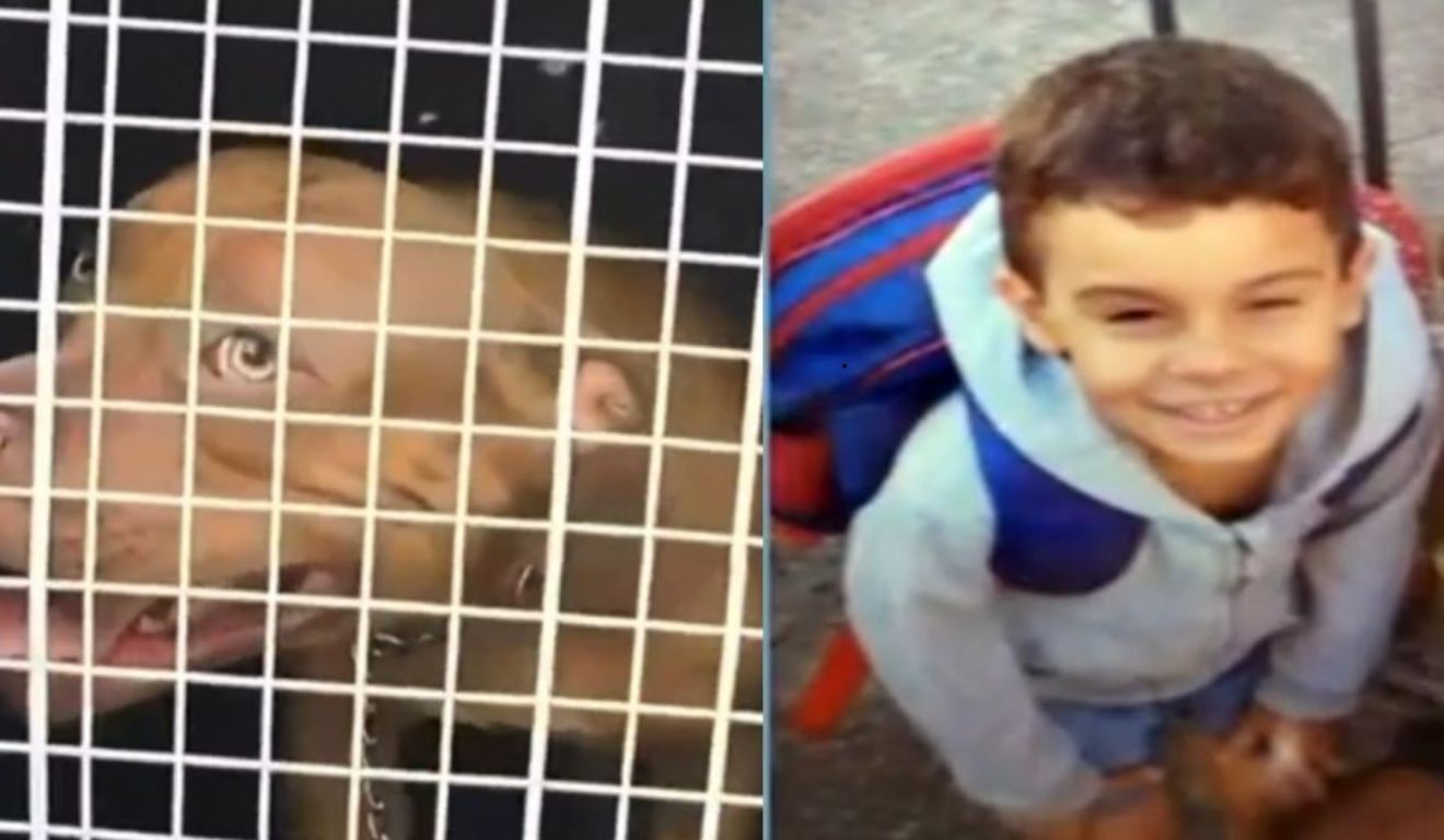 menino que morreu por ataque de pitbull