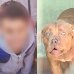 Menino morto por pitbull