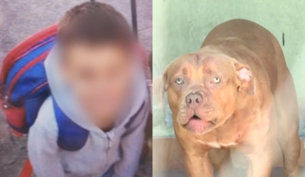 Menino morto por pitbull