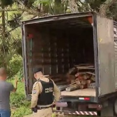 caminhão batido em árvore