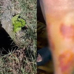 (Foto: Reprodução/Ric RECORD)