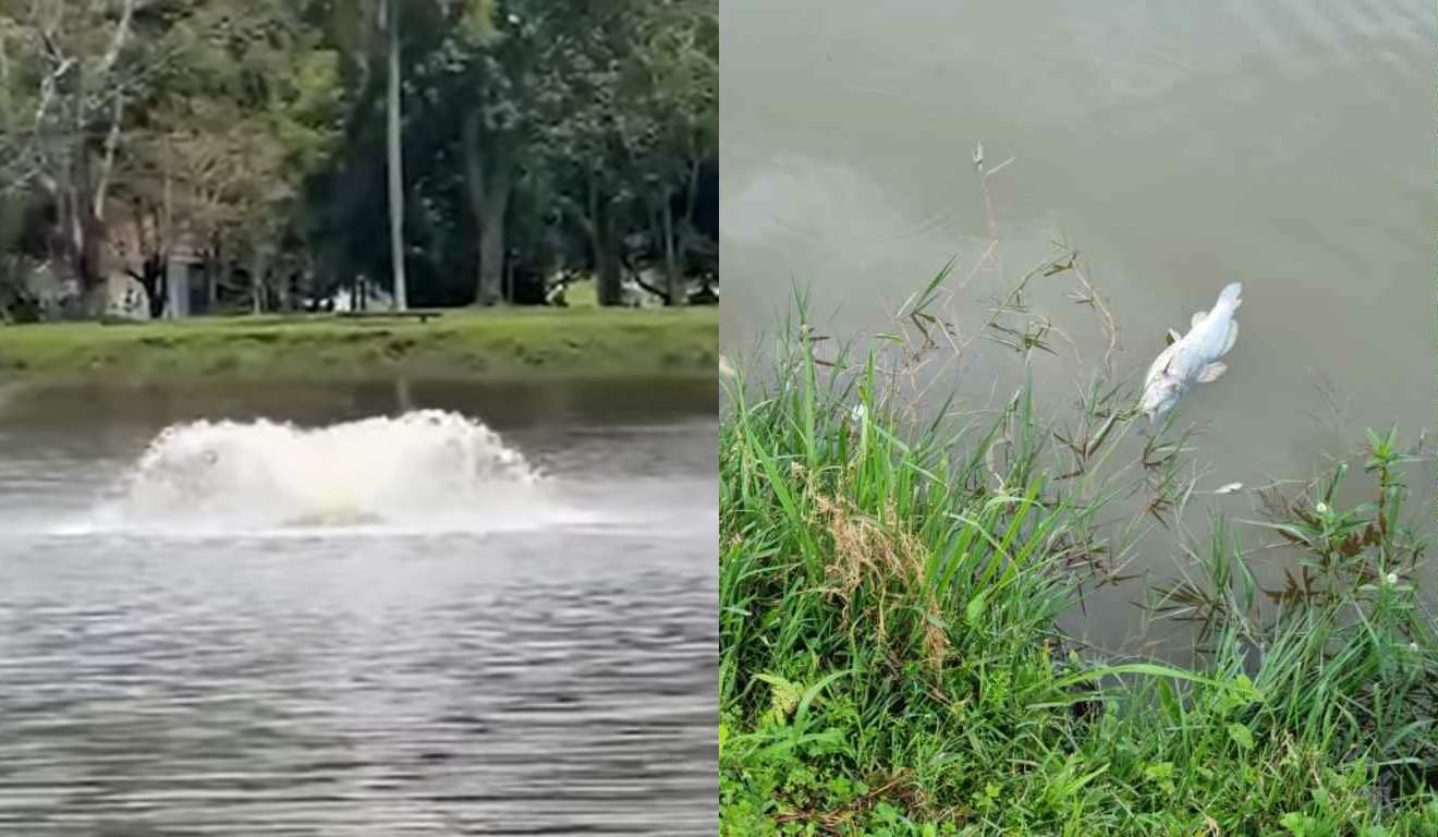 Parque Bacacheri recebe chafariz para evitar mau cheiro de peixes mortos