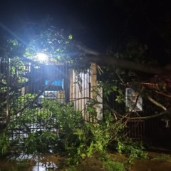 árvore caída durante temporal no paraná