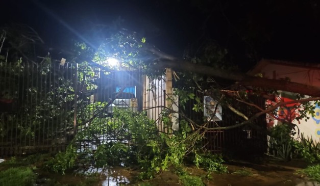 árvore caída durante temporal no paraná