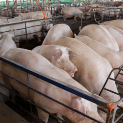 Grande de su&iacute;nos no Paran&aacute;; setor deve ser um dos mais beneficiados com fechamento do Acordo Mercosul-UE