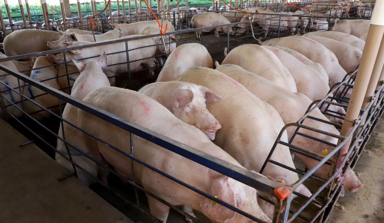 Grande de suínos no Paraná; setor deve ser um dos mais beneficiados com fechamento do Acordo Mercosul-UE