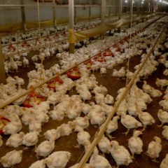 Granja de aves no Paraná; avicultura do estado receberá investimento milionário