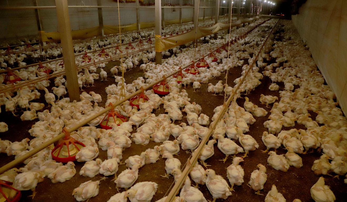 Granja de aves no Paraná; avicultura do estado receberá investimento milionário