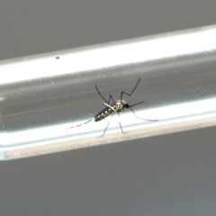 Larva do mosquito da dengue em ampola; vacina brasileira contra a doença começa a ser distribuída em janeiro