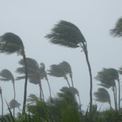 foto de árvores balançando para ilustrar os ventos do ciclone no paraná
