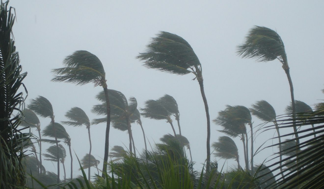 foto de árvores balançando para ilustrar os ventos do ciclone no paraná