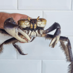 Imagem de um caranguejo.