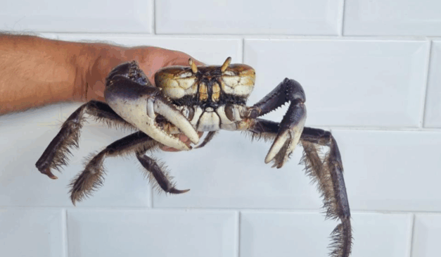 Imagem de um caranguejo.